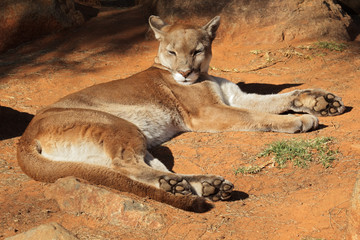 Cougar (mountain lion, puma or panther)
