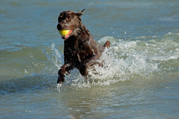 Dog running and playing on the beach