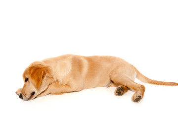 Golden retriever puppy purebred dog