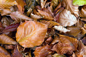 Autumn leafage