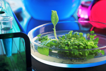 transgenic plant