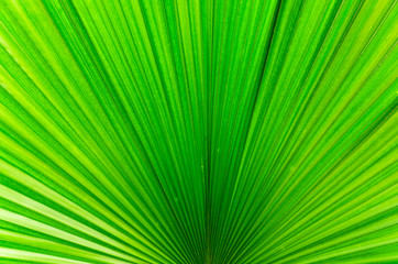 Line of Bright Green Palm Leaf