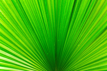 Obraz premium Line of Bright Green Palm Leaf