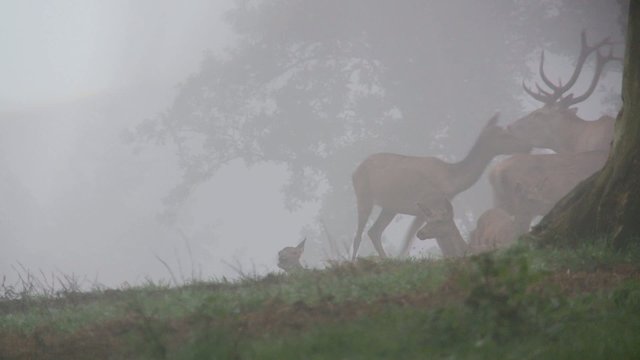 rothirschbrunft