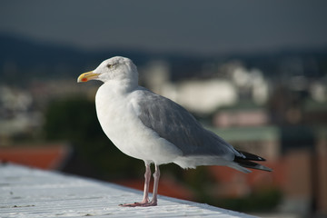 The seagull