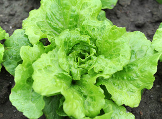 healthy lettuce growing in the soil
