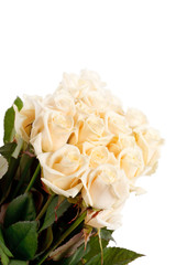 cream roses