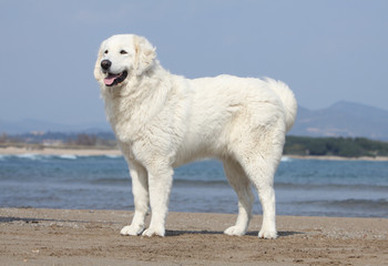 beautiful Tatra shepherd dog on the beach