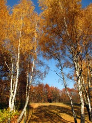 Panele Szklane Podświetlane  kolorowy jesienny las