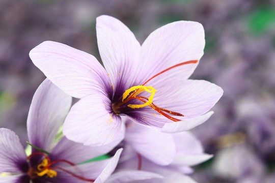 Fototapeta Beautiful purple Saffron Crocus flowers