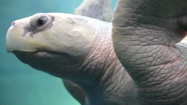 Turtle swimming in ocean