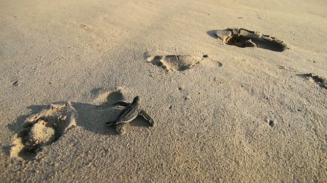 Baby turtle on the beach