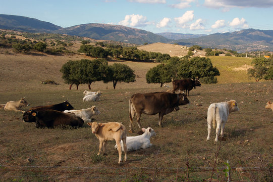 Vaches sardes au pr&eacute;.