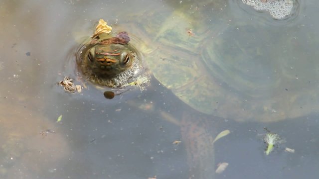 Terrain turtle in a lake