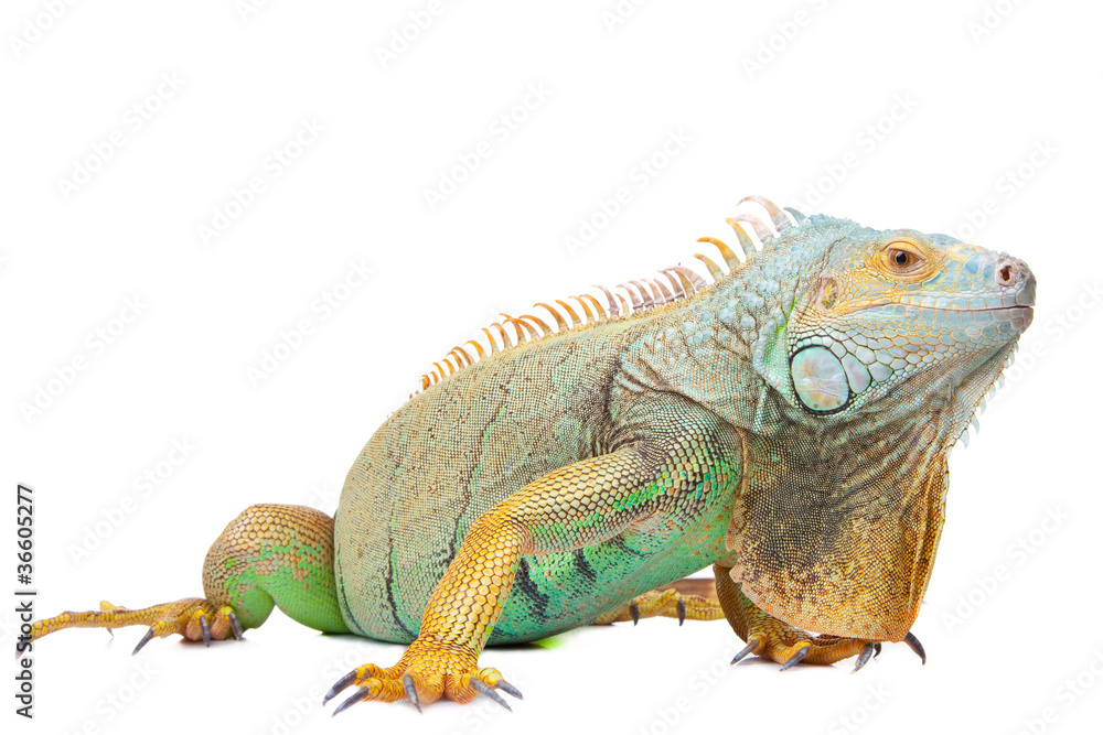 Wall mural iguana on isolated white