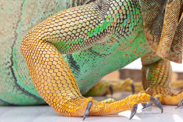 paw of iguana