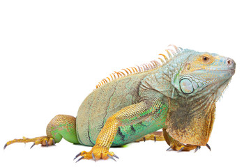 iguana on isolated white - 36605277