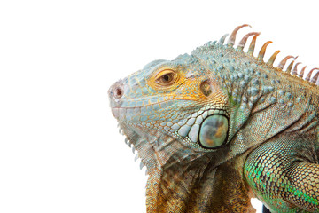 iguana on isolated white