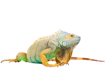 iguana on isolated white - obrazy, fototapety, plakaty