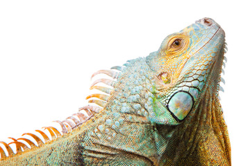 Obraz premium iguana on isolated white