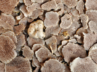 sliced white truffles