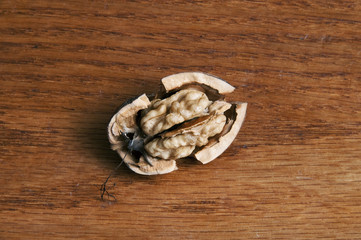 Fresh walnut open