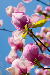 Magnolia on sunny sky background