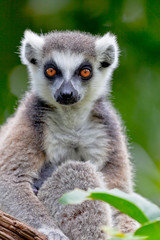 Fototapeta na wymiar Lemur ogona w kształcie pierścienia, Lemur catta
