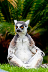 Lemur of ring-shaped tail ,Lemur catta