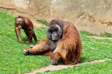 Orangutan of Borneo, Pongo Pygmaeus © David Acosta Allely