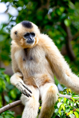 Gibbon of golden cheeks, Nomascus gabriellae