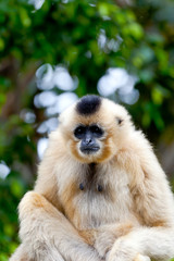 Gibbon of golden cheeks, Nomascus gabriellae