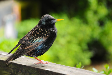 Starling (Sturnus vulgaris)