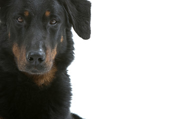 expression intelligente du berger de Beauce