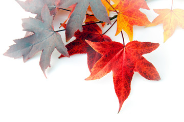 foglie autunnali su fondo bianco