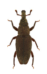 Dryophthorus corticalis