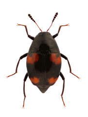 Scaphidium quadrimaculatum