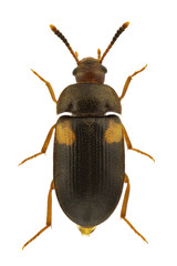 Mycetophagus quadripustulatus