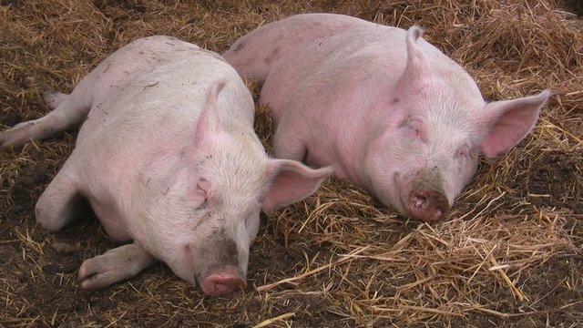 Gl&uuml;ckliche Schweine schlafen im Stroh