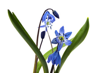 Siberian squill or Scilla siberica