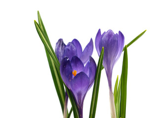 crocus flowers