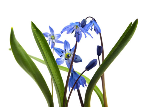 Siberian squill or Scilla siberica