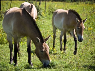 Przewalski-Pferde
