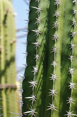 Detail of a Polaskia (or Heliabravoa) chende cactus