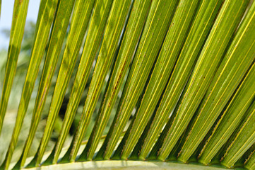 Bottle palm (Hyophorbe Iagenicaulis) leaves