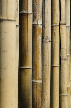Bamboo stalks (Phyllostachys vivas "Aureocaulis") background