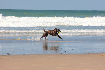 dog playing ball on the beach in summer, chien jouant