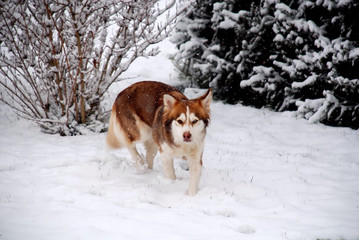 Husky im Schnee