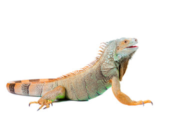 Obraz premium iguana na na białym tle biały