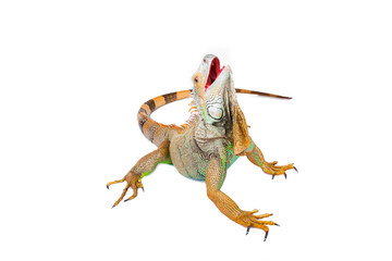 iguana on isolated white